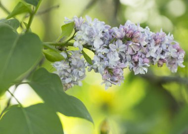 Çalı çiçekli mor-beyaz leylak, çeşitli şırınga kabukları, güneşli bir bahar gününde bahçede yeşil yapraklar. Moskova, Rusya