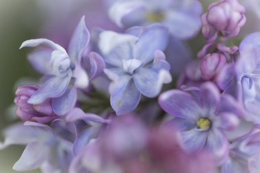 Leylak çiçekleri, makro, şırınga çeşitleri, yakın plan, güneşli bir bahar gününde bahçede yumuşak bir odak. Moskova, Rusya