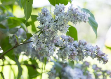 Çiçek açan leylaklar, çeşitli şırıngalar, güneşli bir bahar gününde bahçede yeşil yapraklar. Moskova, Rusya