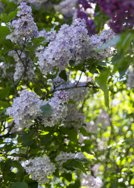 A branch of blooming violet lilac and green leaf on a blurred background on a spring Sunny day in city park. Moscow, Russia