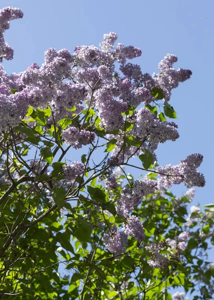Blooming Branch Purple Lilac Close Macro Shooting Natural Light Sunny — Stock Photo, Image