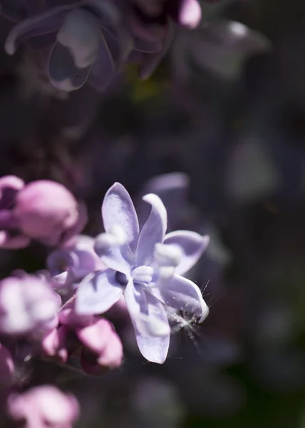 Flowers Purple Lilac Close Macro Shooting Natural Light Sunny Spring — Stock Photo, Image