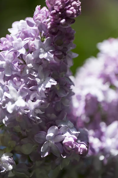 花花瓣紫色紫丁香特写时 宏观拍摄在阳光下春日的城市公园里 俄罗斯 莫斯科 — 图库照片