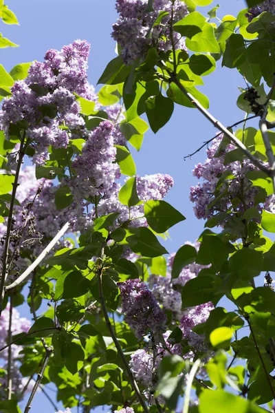 Branch Blooming Pink Violet Lilac Green Leaves Sunny Spring Day — Stock Photo, Image