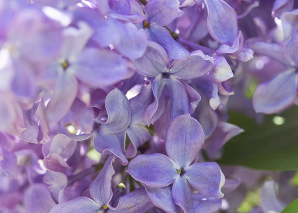 Flores Lilás Macro Variedades Syringa Close Com Foco Suave Jardim — Fotografia de Stock