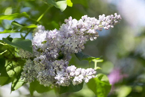 Branch Blooming White Lilac Green Leaves Sunny Spring Day City — Stock Photo, Image