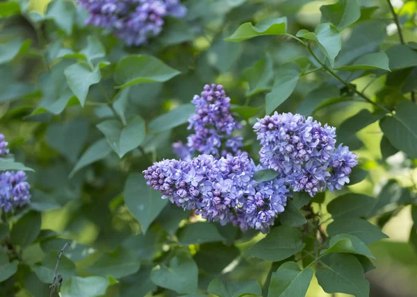 Branch Blooming Purple Lilac Green Leaves Sunny Spring Day City — Stock Photo, Image