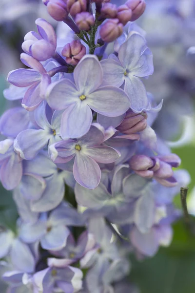 Flores Lilás Macro Variedades Syringa Close Com Foco Suave Jardim — Fotografia de Stock