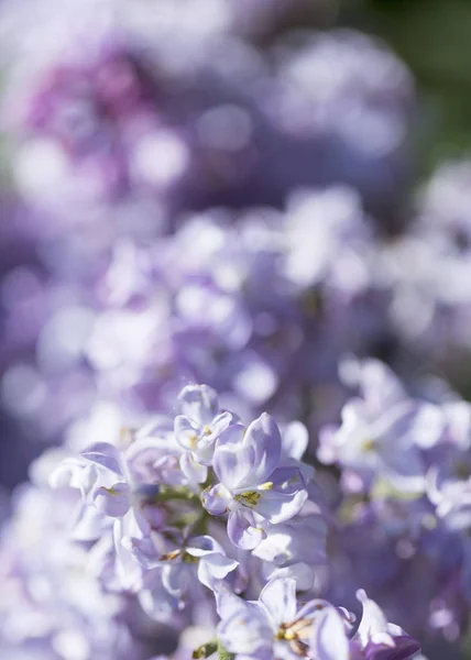 リラックの花 マクロ シリンガの品種 クローズアップ 晴れた春の日に庭に柔らかい焦点を当てています モスクワロシア — ストック写真