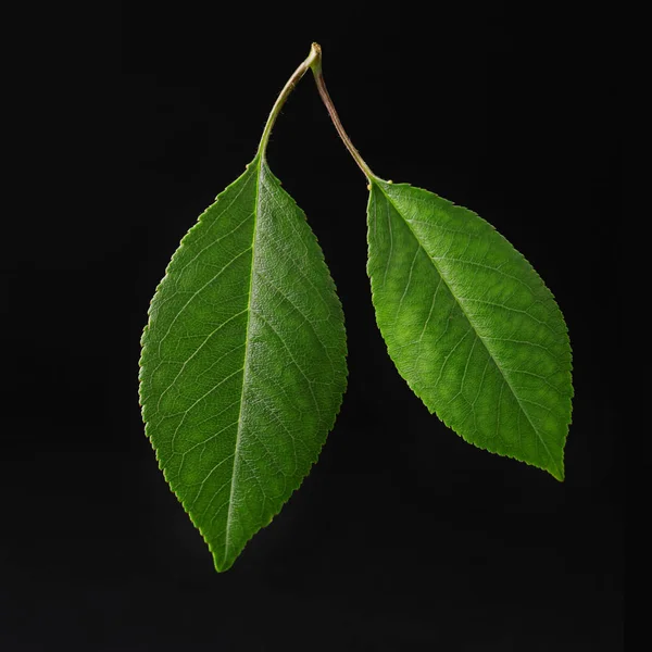 Feuilles Cerisier Feuille Cerisier Sur Une Branche Sur Fond Noir — Photo