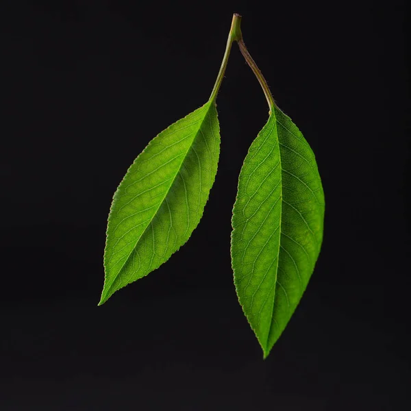 Cherry Leaves Cherry Leaf Branch Black Background Cherry Leaf Isolated Royalty Free Stock Photos