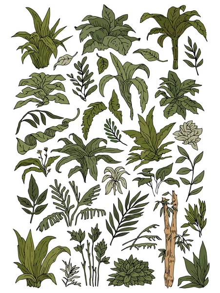 Πράσινα Φύλλα Που Συλλογή — Διανυσματικό Αρχείο