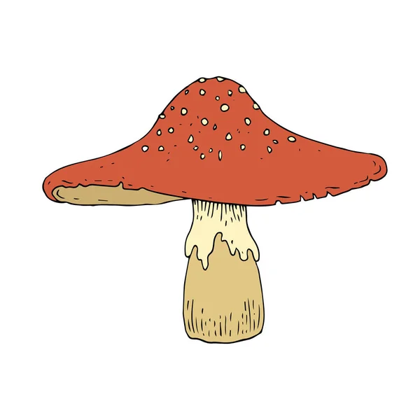 빈티지 Agaric — 스톡 벡터