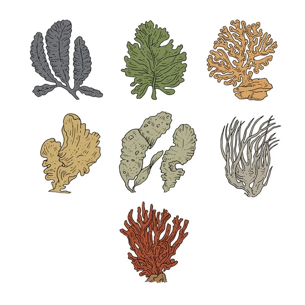 Φύκια Κοράλλια Πολύχρωμα Σετ Συλλογή — Διανυσματικό Αρχείο