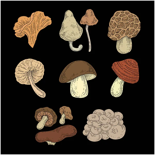 Colorful Mushrooms Set Elements Collection — Stock Vector