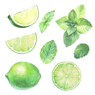 Nane ve limon sulu boya kümesi bırakır. İzole bir şekilde taze narenciye meyve ve baharat içecekler, kokteyller ve çay için. El yapımı fotoğraf topluluğu.