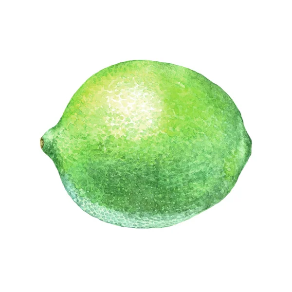 Illustration Chaux Aquarelle Dessin Isolé Agrumes Sur Fond Blanc Fruits — Photo