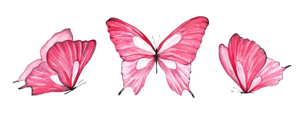 三只水色粉红色蝴蝶 在白色背景上飞行的昆虫的例证 动物的孤立的画 用于装饰的对象的集合 — 图库照片