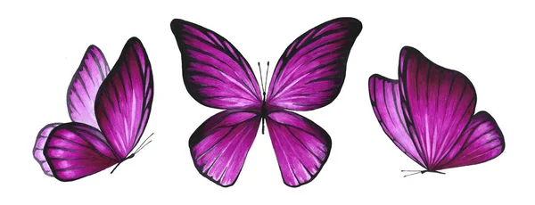 水彩のピンクの蝶のセットです 白い背景に飛ぶ昆虫のイラスト 動物の隔離された図面 ファッション装飾用のオブジェクトのコレクション — ストック写真