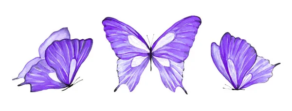 Tres Mariposas Violetas Acuarela Ilustración Insecto Volador Sobre Fondo Blanco — Foto de Stock