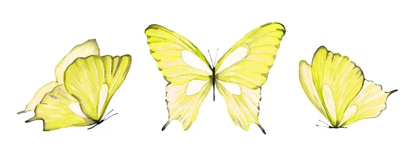 Tres Mariposas Amarillas Acuarela Ilustración Insecto Volador Sobre Fondo Blanco — Foto de Stock