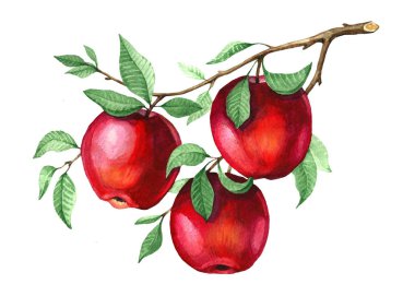 Ağaç üzerinde suluboya kırmızı elmalar