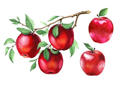 Bir ağaç dalı üzerine suluboya kırmızı elmalar