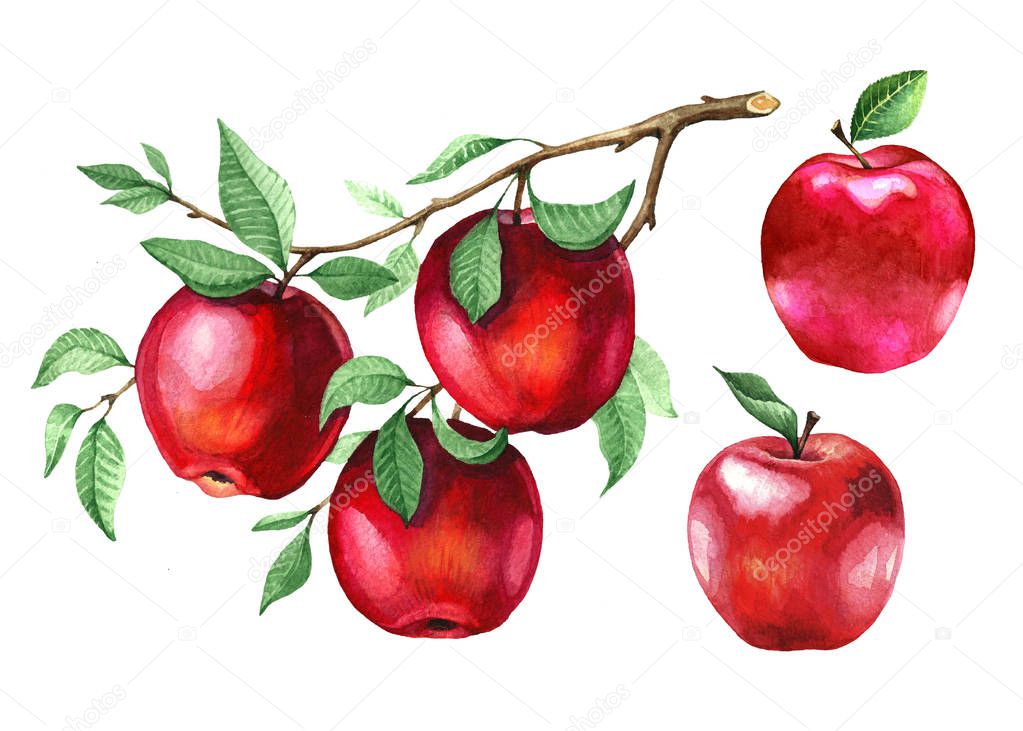 Watercolor red apples on a tree branch