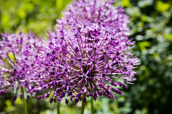 Olbrzymie Cebula Czosnek Olbrzymi Kwitnienie Kilka Kulek Kwitnących Kwiatów Allium — Zdjęcie stockowe