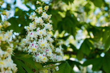 Parlak çiçek çiçeklenme güneşli bir günde kestane.