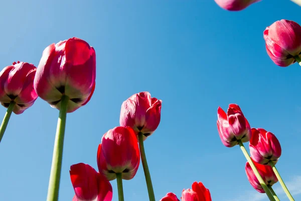 Tulipes Rouges Dirigées Vers Ciel Bleu — Photo