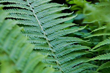 parlak yeşil fern büyük plenumu bırakır.