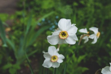 Tek çiçek nergis kahverengi zemin üzerine kapatın. Renkli nergis bahçede büyüyen.