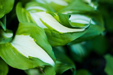 Hosta Undulata Mediovariegata. parlak yeşil Close-Up bırakır.