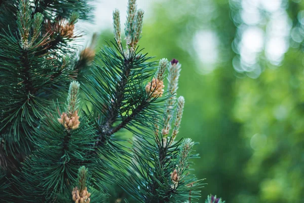 stock image Background of young new pine needles in the spring.