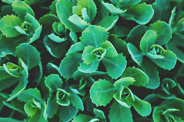 parlak yeşil Close-up bırakır.