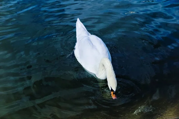 White Swan Duikt Zijn Hoofd Het Waterpark Van Vijver — Stockfoto