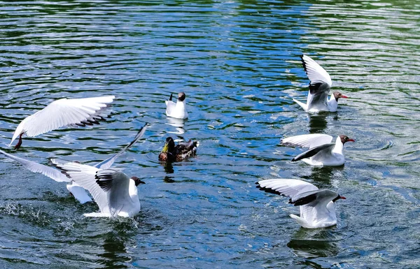 Ein Teich Mit Einer Ente Und Einer Möwe Park — Stockfoto