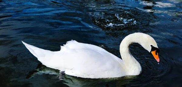 Mooie Witte Zwaan Zwemmen Vijver — Stockfoto