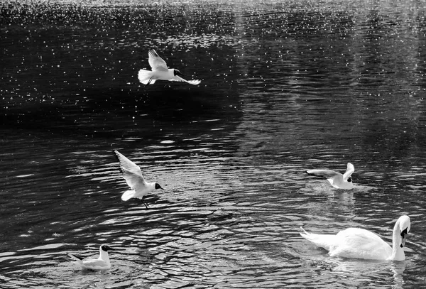 Möwe Und Schwan Auf Dem Teich Schwarz Weiß Bild — Stockfoto