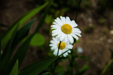 iki papatya veya papatya yaprakları ile.