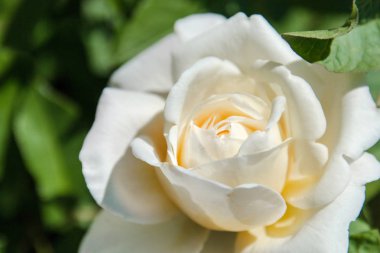 beyaz gül. Tek güzel bahçe yaz çiçek gül.