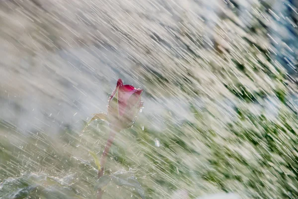 Egy Vörös Rózsa Bőséges Mennyiségű Víz Spray Csepp Víz — Stock Fotó