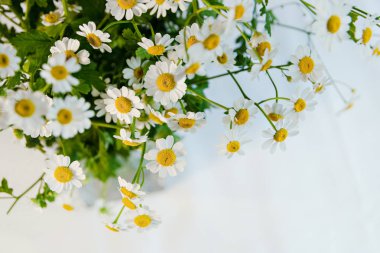 Alan chamomiles çiçek yakın çekim.