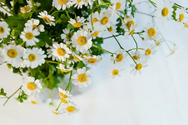 Alan chamomiles çiçek yakın çekim.