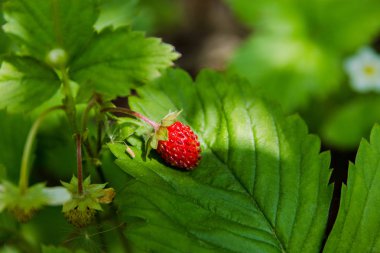 Yabani çilek bitki yeşil yapraklar ve olgun kırmızı meyve.