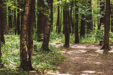 Yazın güzel yeşil orman.