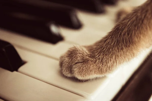 Piyano tuşlarında yalan kedi pençeleri oynayan kedi kadar kapatın.