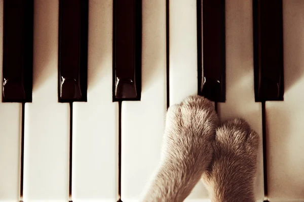 Pattes Chat Couchées Sur Les Touches Piano Fermer Chat Jouer — Photo