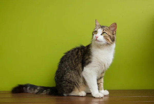 Kočičí Žena Sedící Lavičce Pozadí Zelené Pozadí — Stock fotografie